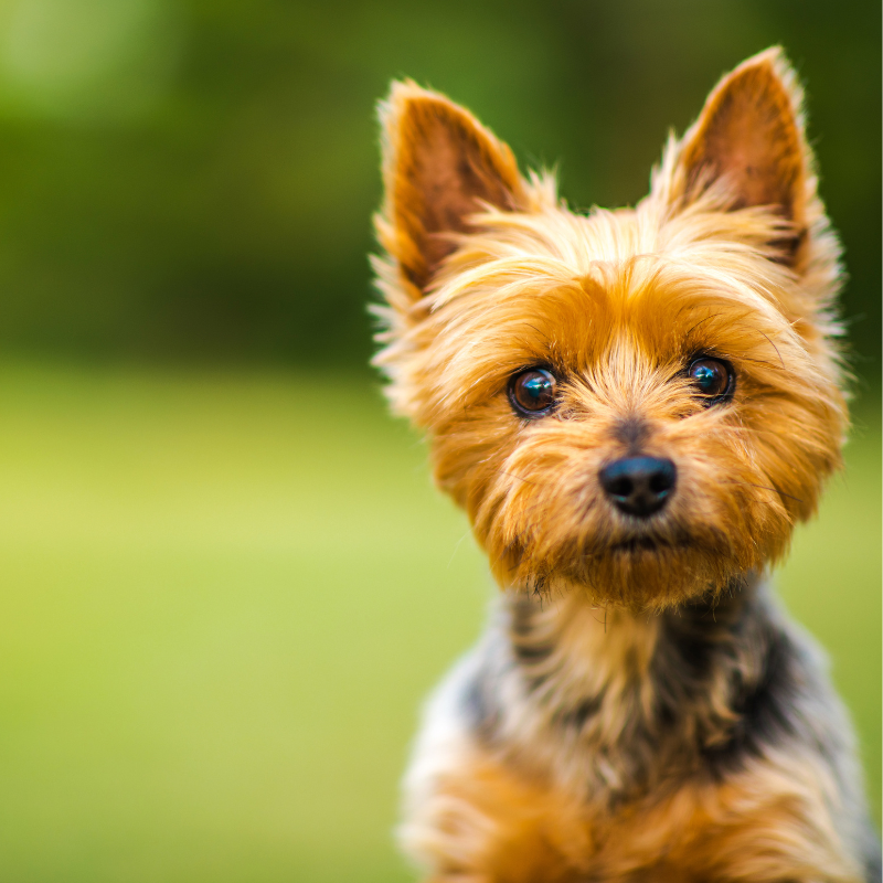 Silky terrier-hunderase profilbilde hobbyhund rasedatabase