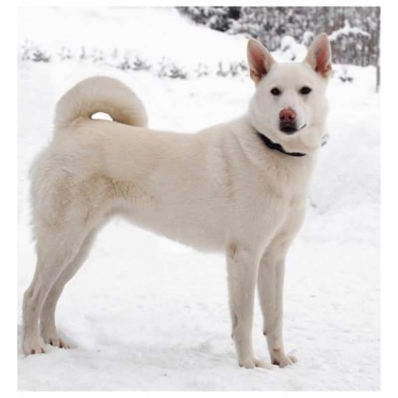 Svensk hvit elghund- hunderase profilbilde hobbyhund rasedatabase