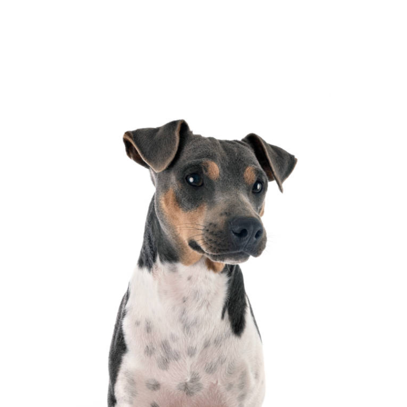 Terrier Brasiliero-hunderase profilbilde hobbyhund rasedatabase