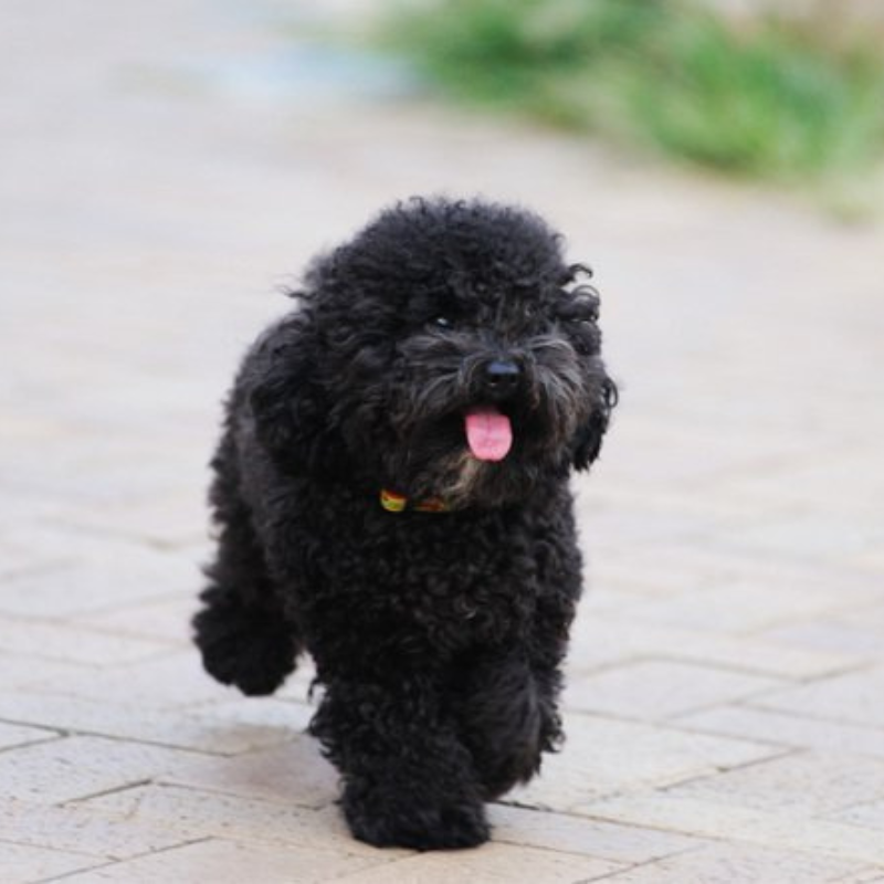 Toy puddel-hunderase profilbilde hobbyhund rasedatabase