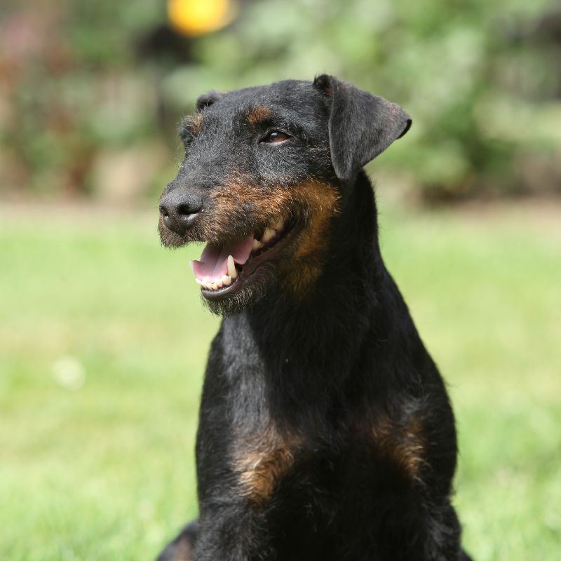 Tysk jaktterrier-hunderase profilbilde hobbyhund rasedatabase