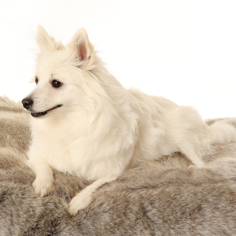 Volpino italiano-hunderase profilbilde hobbyhund rasedatabase