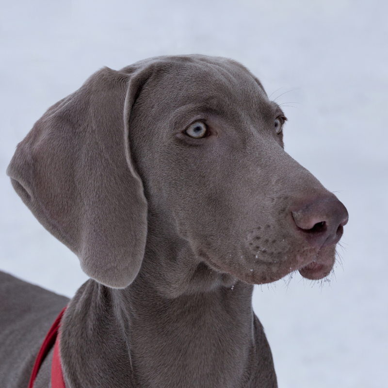Vorstehhund Korthåret-hunderase profilbilde hobbyhund rasedatabase