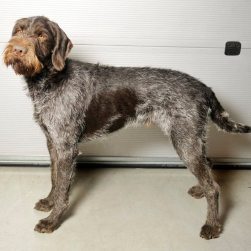 vorstehhund strihåret- hunderase profilbilde hobbyhund rasedatabase