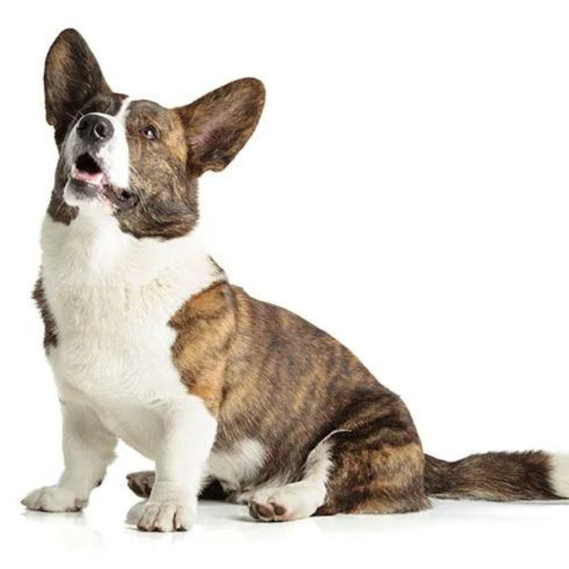 Welsh corgi cardigan - hunderase profilbilde hobbyhund rasedatabase