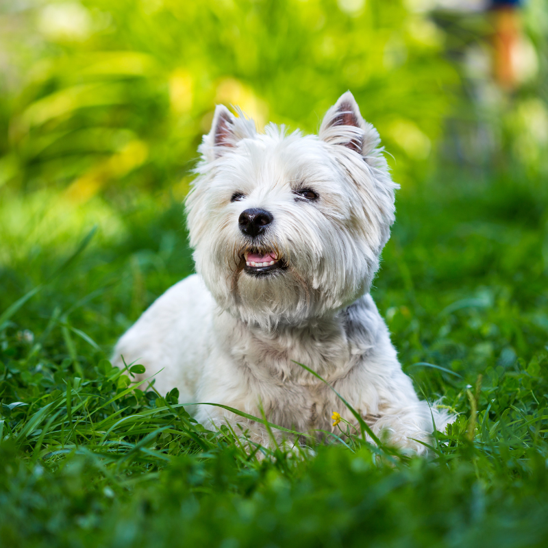 West Highland White Terrier - hunderase profilbilde hobbyhund rasedatabase