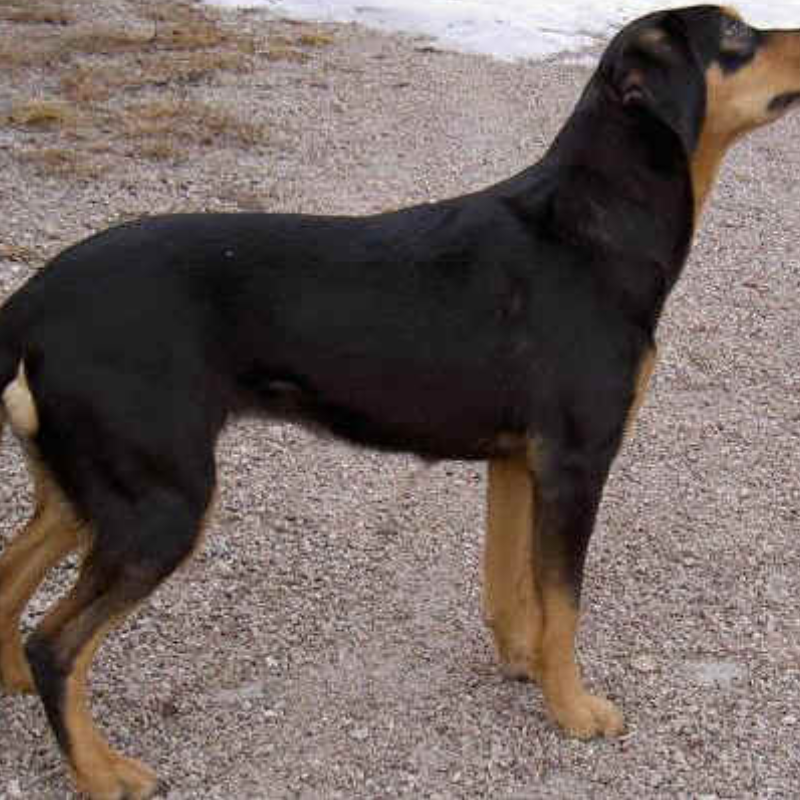 Smålandsstøver-hunderase profilbilde hobbyhund rase database