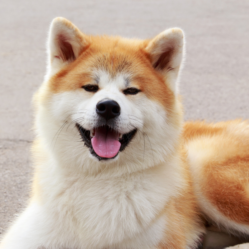 Akita-hunderase profilbilde hobbyhund rasedatabase