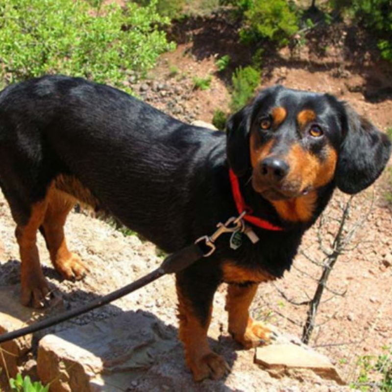 Alpinsk dachsbrake-hunderase profilbilde hobbyhund rasedatabase