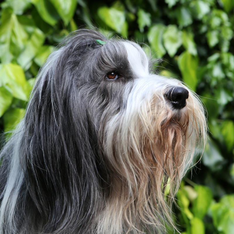 Bearded collie- hunderase profilbilde hobbyhund rasedatabase