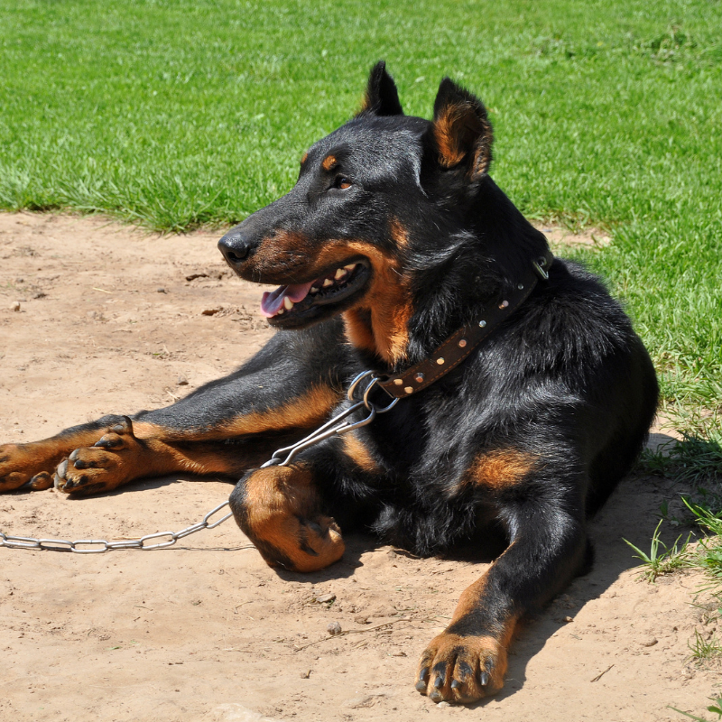 Beauceron-hunderase profilbilde hobbyhund rasedatabase
