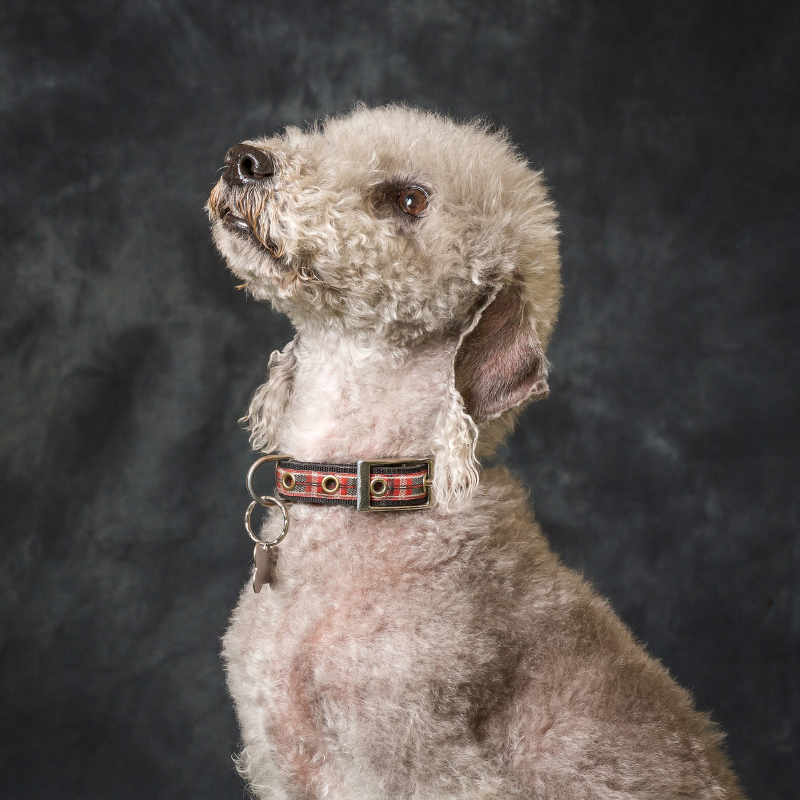Bedlington Terrier-hunderase profilbilde hobbyhund rasedatabase
