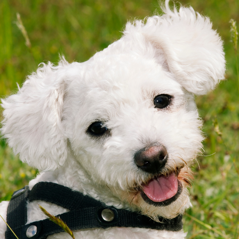 Bolognese-hunderase profilbilde hobbyhund rasedatabase