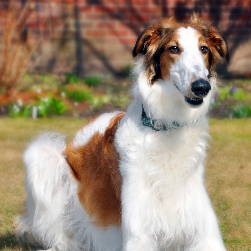 Borzoi - hunderase profilbilde hobbyhund rasedatabase