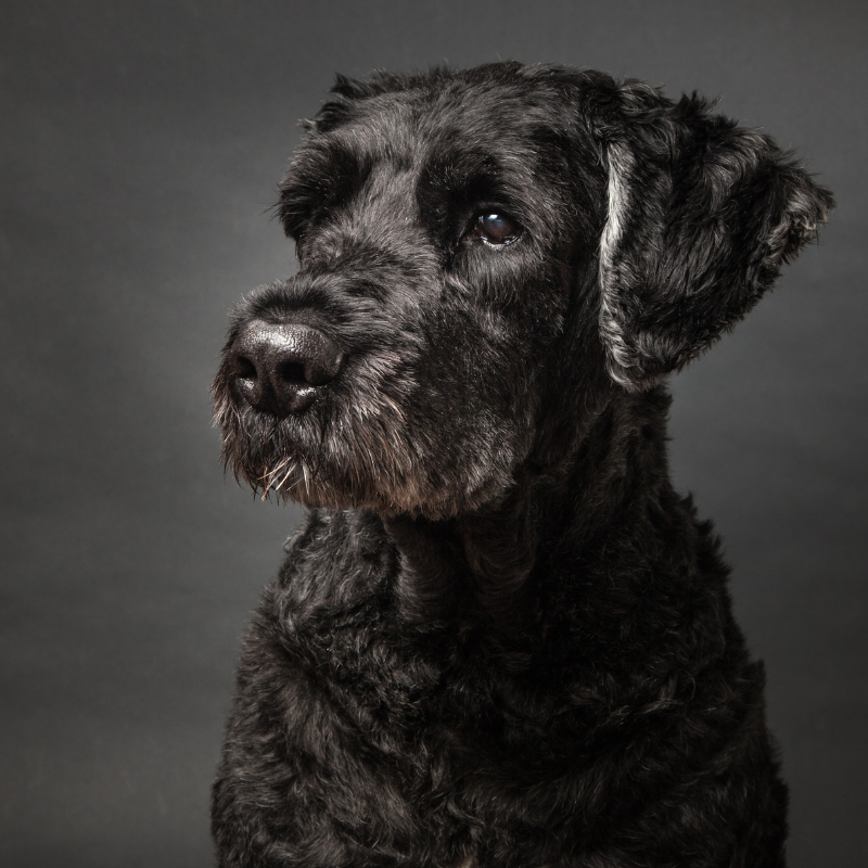 Bouvier des flandres-hunderase profilbilde hobbyhund rasedatabase