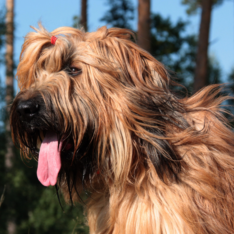 Briard-hunderase profilbilde hobbyhund rasedatabase