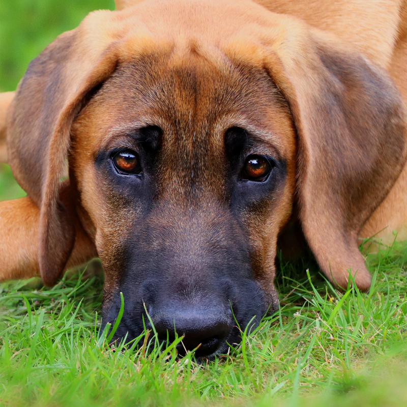 Broholmer-hunderase profilbilde hobbyhund rasedatabase