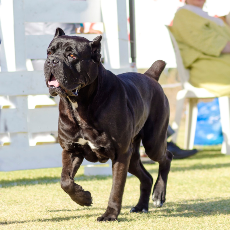 Cane Corso-hunderase profilbilde hobbyhund rasedatabase
