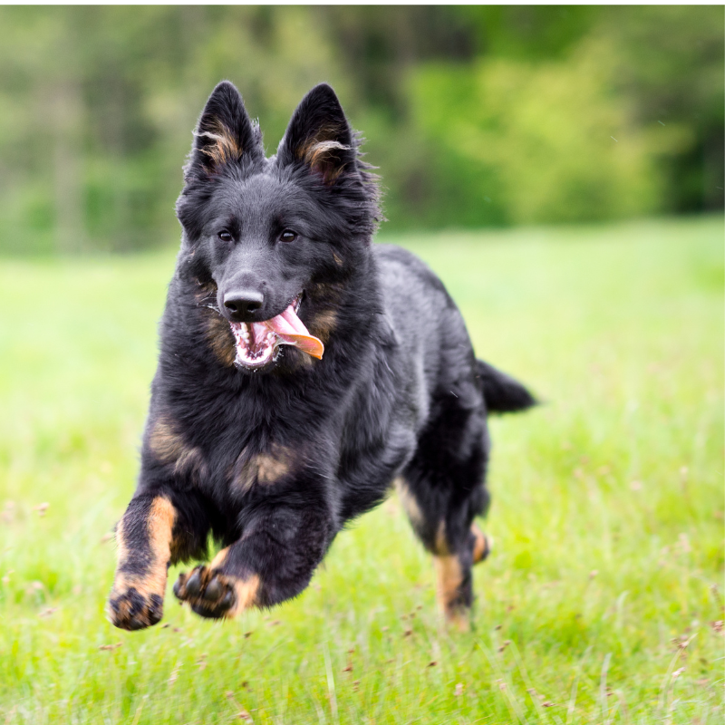 Chodsky pes -hunderase profilbilde hobbyhund rasedatabase