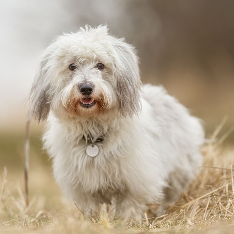 Coton de tulear- hunderase profilbilde hobbyhund rasedatabase