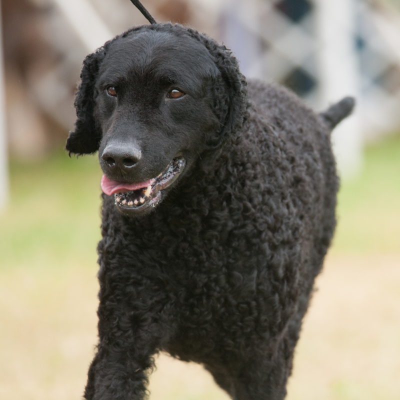 Curly coated retriever-hunderase profilbilde hobbyhund rasedatabase