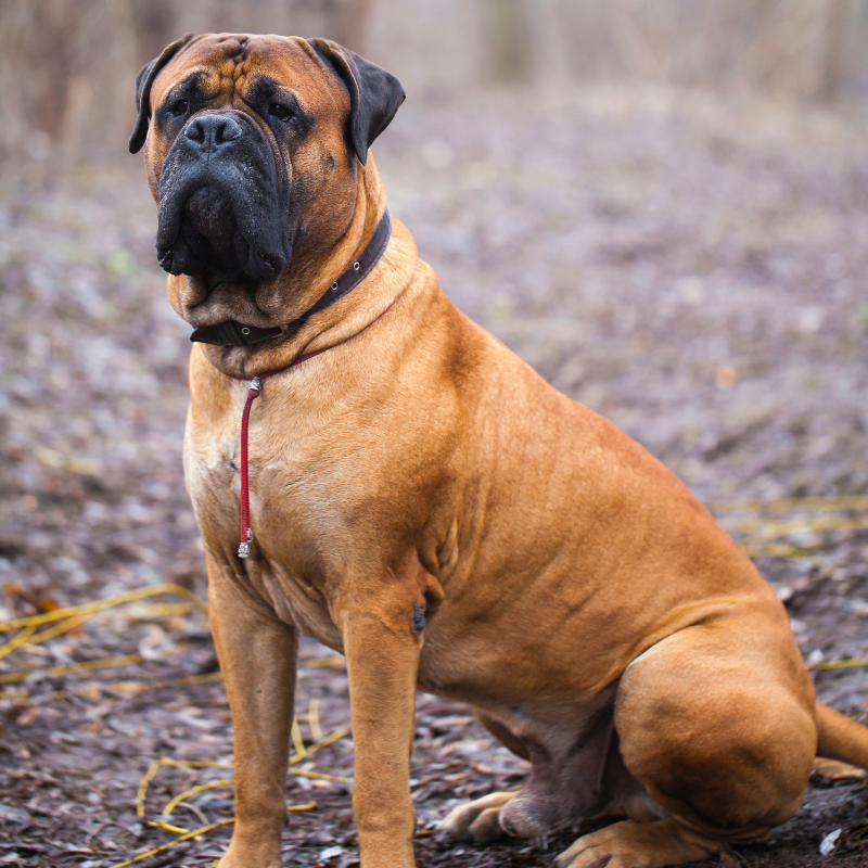 Engelsk Mastiff-hunderase profilbilde hobbyhund rasedatabase