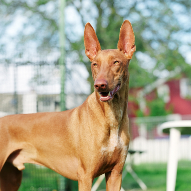 Faraohund-hunderase profilbilde hobbyhund rasedatabase