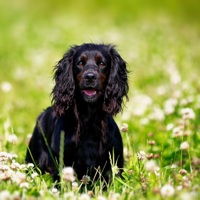 Field Spaniel-hunderase profilbilde hobbyhund rasedatabase