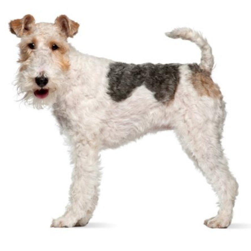 Fox terrier ruhåret - hunderase profilbilde hobbyhund rasedatabase
