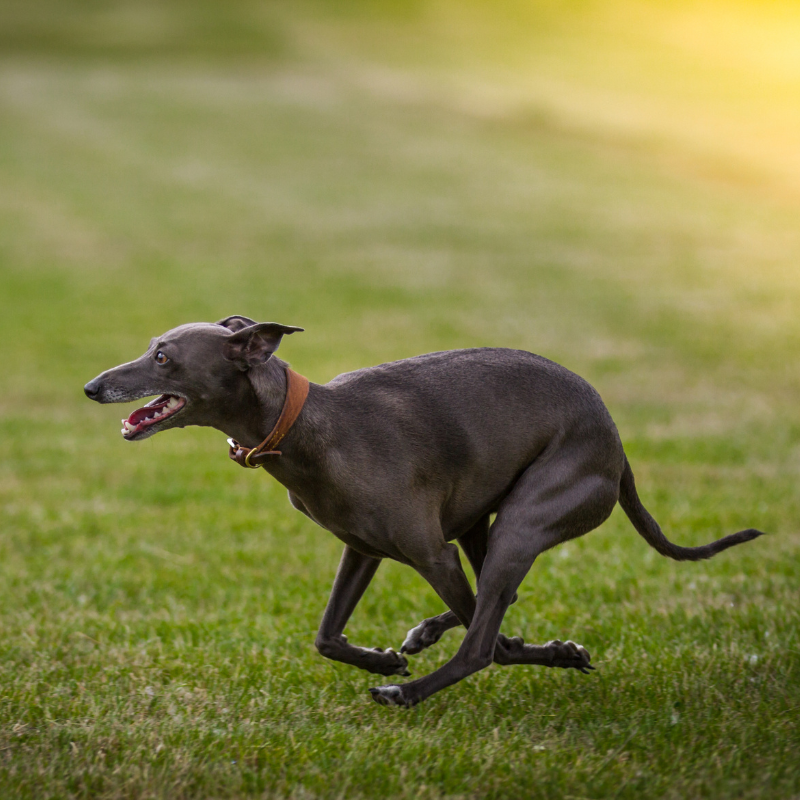 Greyhound-hunderase profilbilde hobbyhund rasedatabase