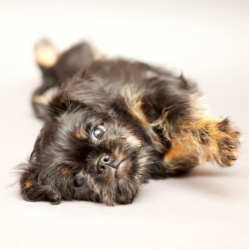 Griffon belge-hunderase profilbilde hobbyhund rasedatabase