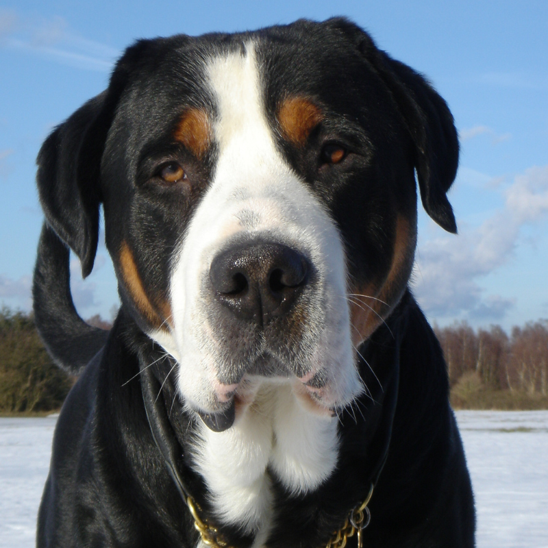 Grosser schweizer-hunderase profilbilde hobbyhund rasedatabase