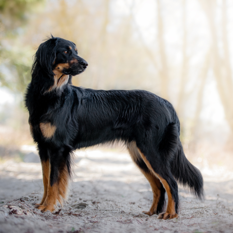 Hovawart-hunderase profilbilde hobbyhund rasedatabase