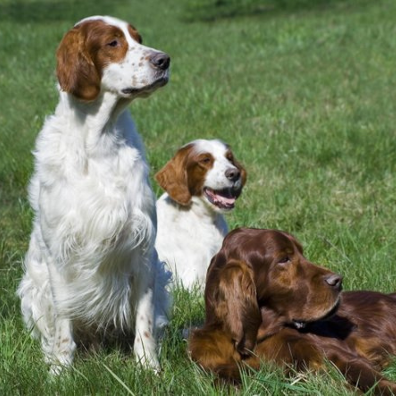 Irsk rød og hvit irsk setter-hunderase profilbilde hobbyhund rasedatabase