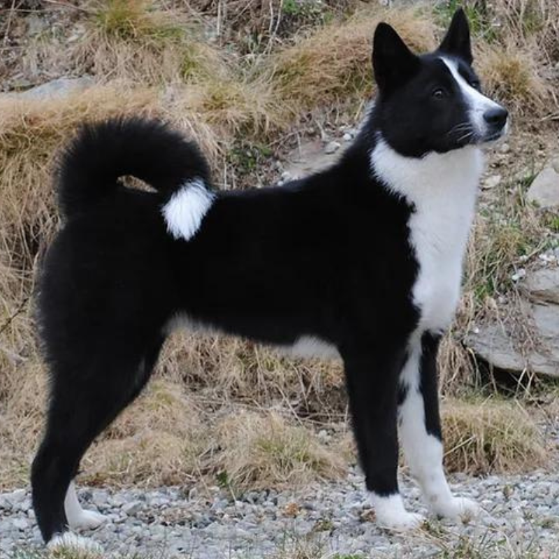 Karelsk bjørnhund-hunderase profilbilde hobbyhund rasedatabase