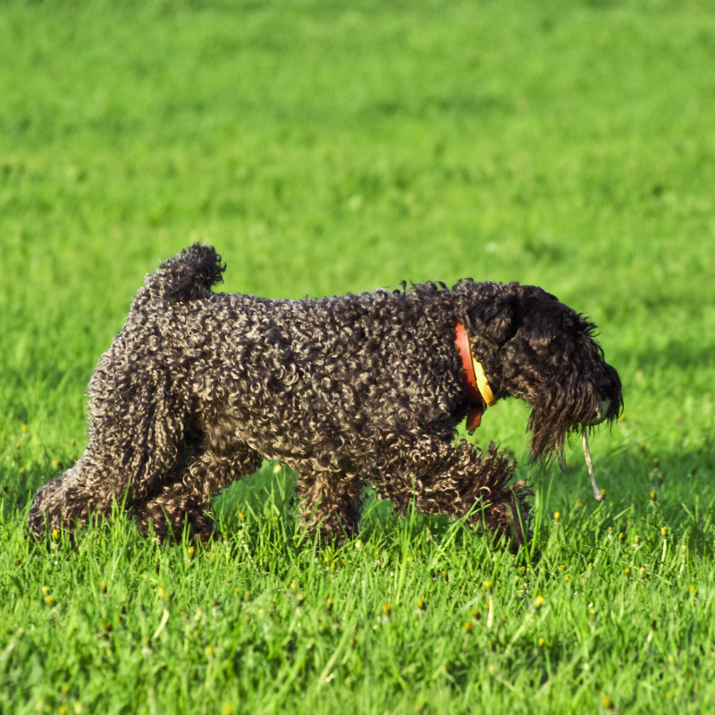 Kerry blue terrier-hunderase profilbilde hobbyhund rasedatabase