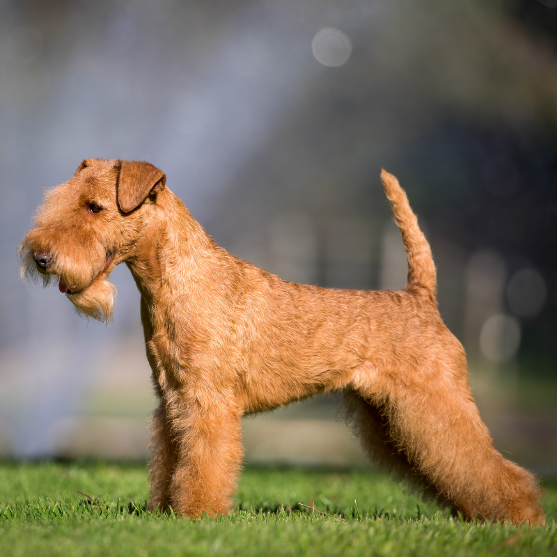 Lakeland Terrier-hunderase profilbilde hobbyhund rasedatabase