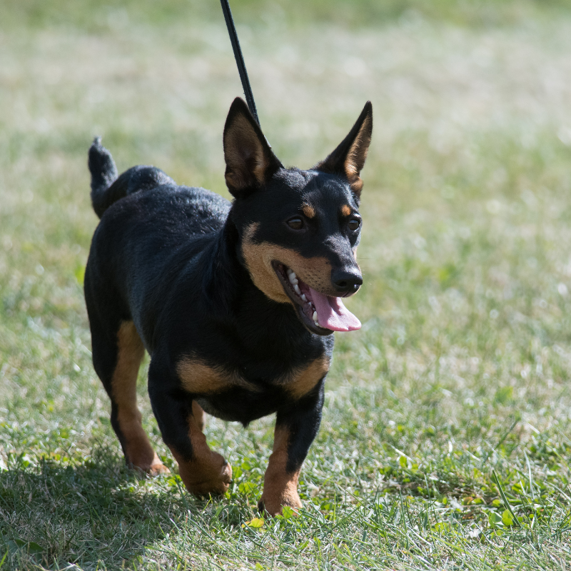 Lancashire heeler-hunderase profilbilde hobbyhund rasedatabase