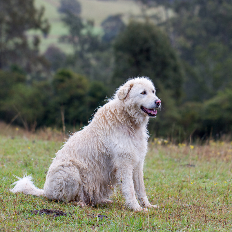 Maremma-hunderase profilbilde hobbyhund rasedatabase