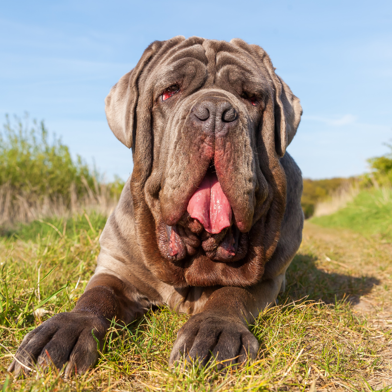 Napolitansk Mastiff-hunderase profilbilde hobbyhund rase database