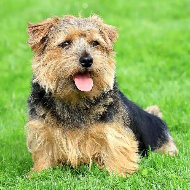 Norwich terrier-hunderase profilbilde hobbyhund rasedatabase