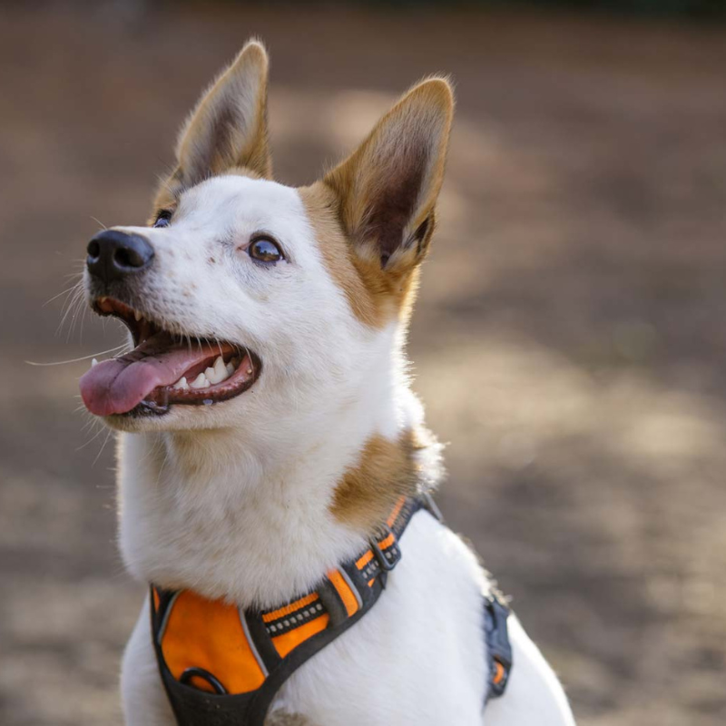Norrbottenspets-hunderase profilbilde hobbyhund rasedatabase