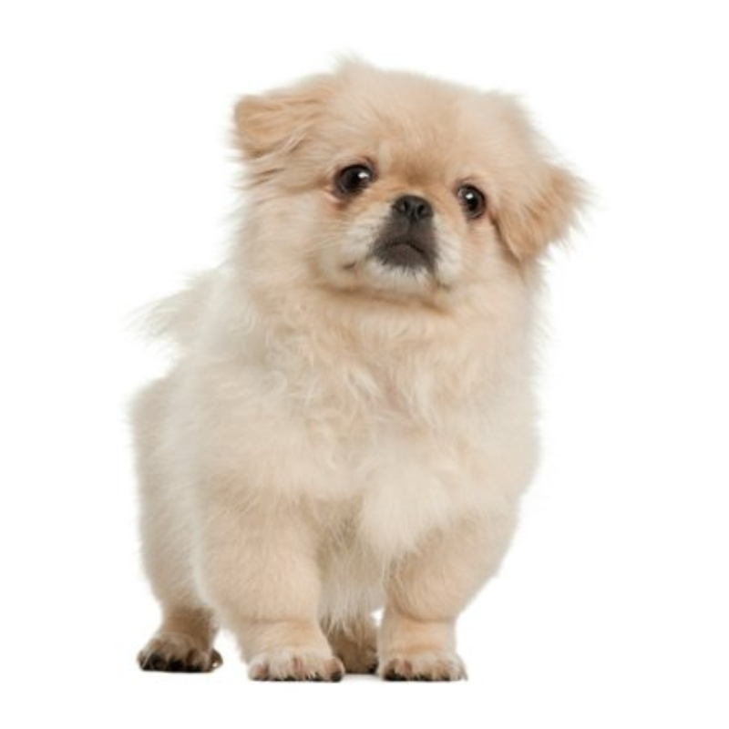 Pekingeser-hunderase profilbilde hobbyhund rasedatabase