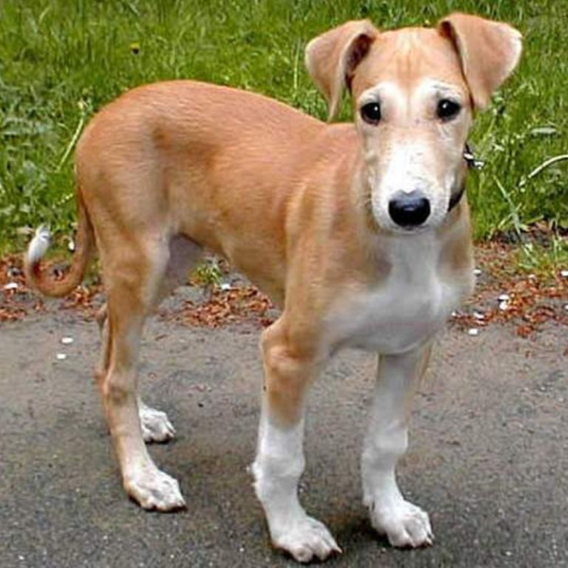 Polsk Mynde-hunderase profilbilde hobbyhund rase database