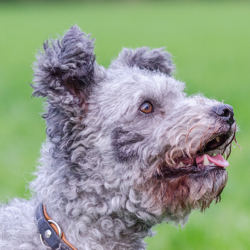 Pumi-hunderase profilbilde hobbyhund rasedatabase
