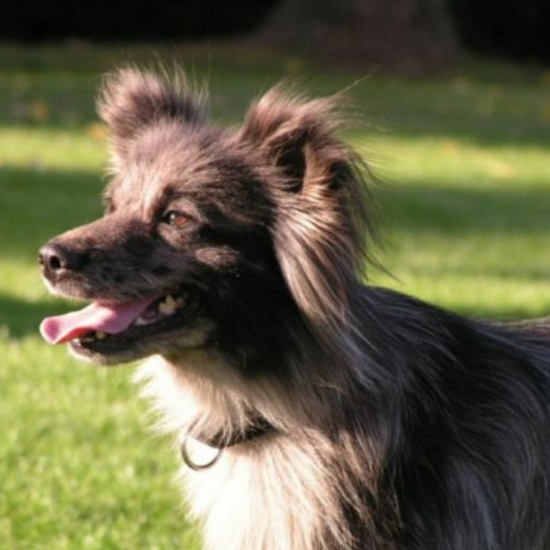 Pyrenisk gjeterhund med kort hode-hunderase profilbilde hobbyhund rasedatabase