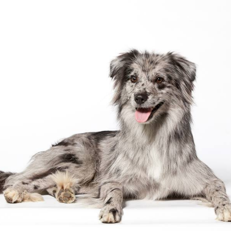 Pyreneisk Gjeterhund-hunderase profilbilde hobbyhund rasedatabase