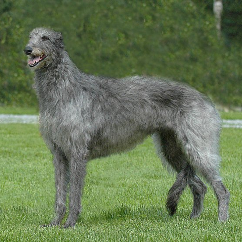 Skotsk hjortehund-hunderase profilbilde hobbyhund rase database
