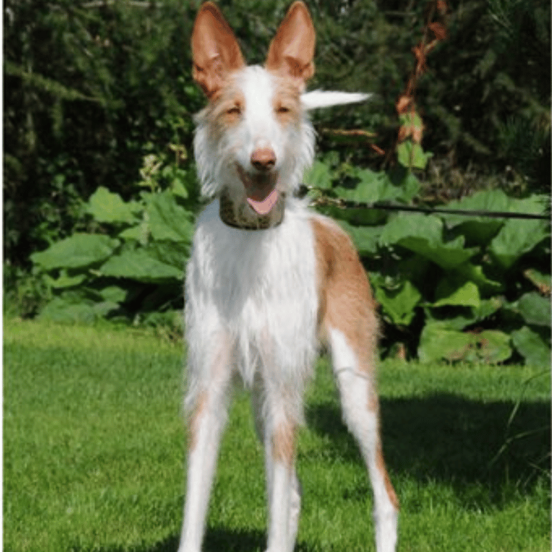 Podenco ibicenco strihåret-hunderase profilbilde hobbyhund rase database