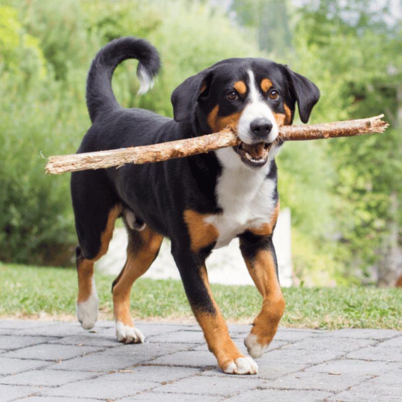 Entlebutcher sennenhund-hunderase profilbilde hobbyhund rase database